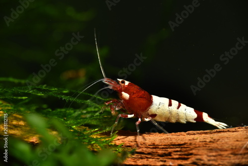 Sehr schöne rote Taiwan Bee auf Wurzelholz photo