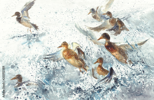 a flock of ducks in the sea splatter watercolor background © Egle