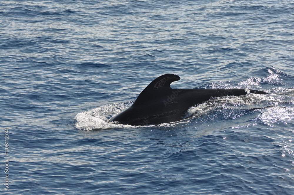 Fototapeta premium Natur