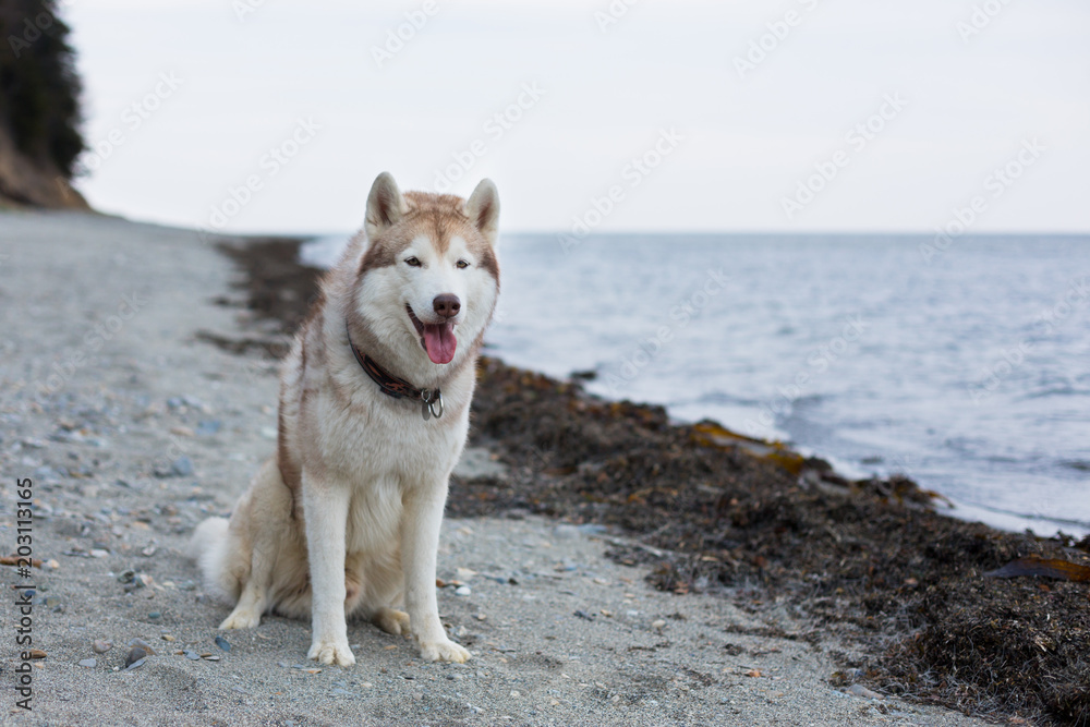 Portrait of cute Beige and white Siberian Husky dog sitting on the beach. One day with beautiful husky male on the shore of the sea Portrait of cute Beige and white Siberian Husky dog sitting on the beach. One day with beautiful husky male on the shore of the sea