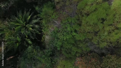 Drone shot over the forest