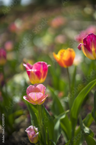 Field of tulip flowers