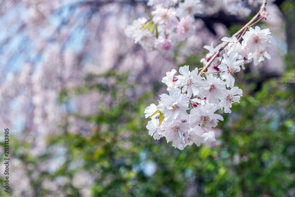 sakura cherry blossom tree in Gongendo park Japan sakura cherry blossom tree in Gongendo park Japan