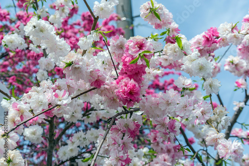 sakura cherry blossom tree in Gongendo park Japan photo