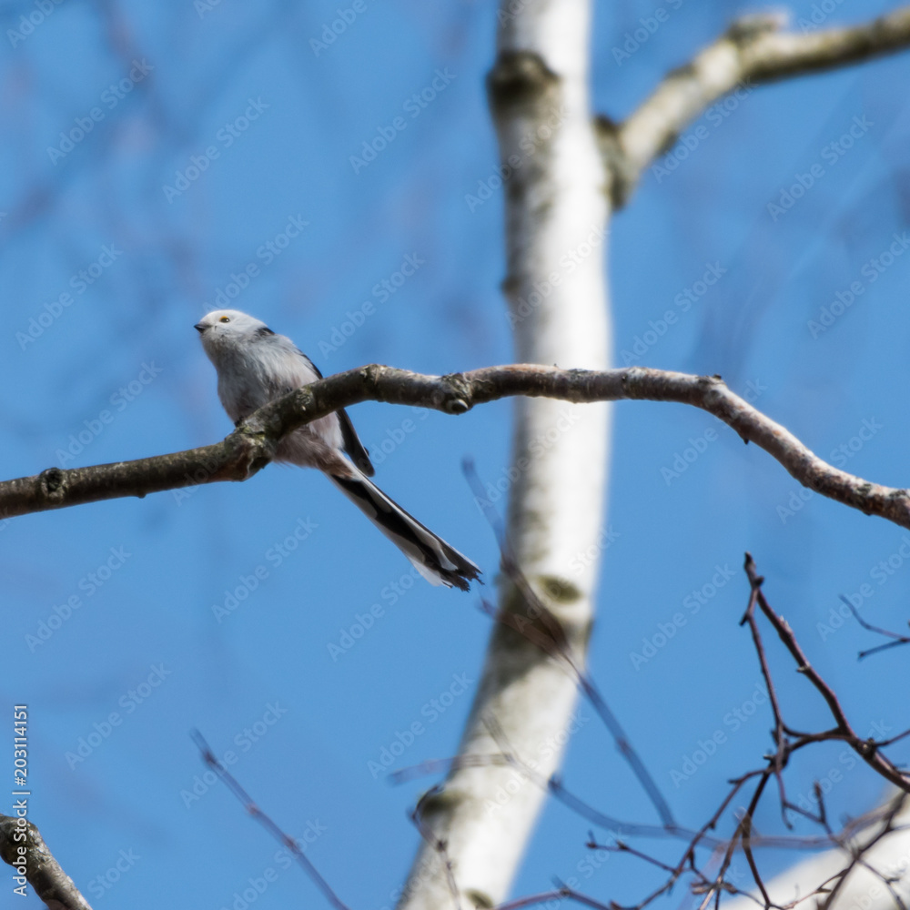 Cute Long-tailed Tit on a twig Cute Long-tailed Tit on a twig