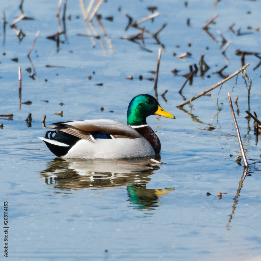 Beautiful mallard in natural habitat Beautiful mallard in natural habitat
