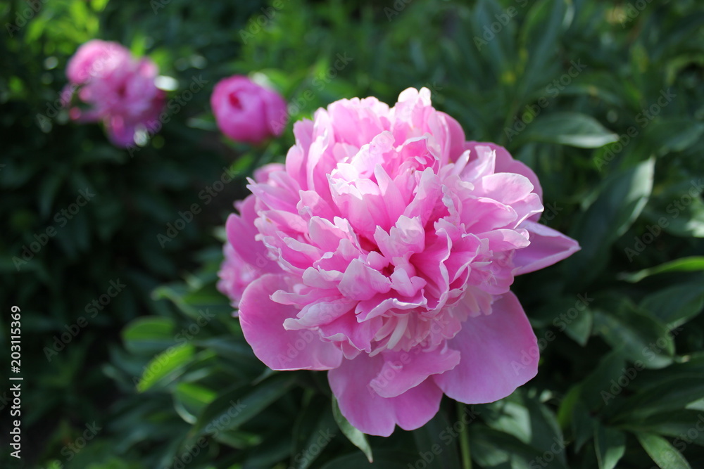 peony-пион peony-пион