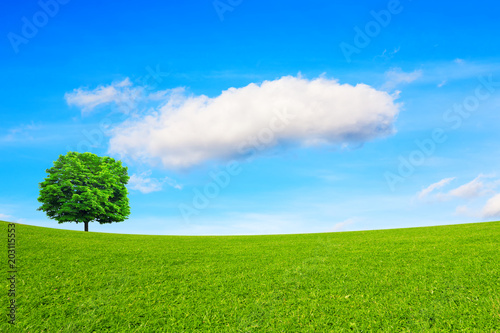 Tree, meadow and sky