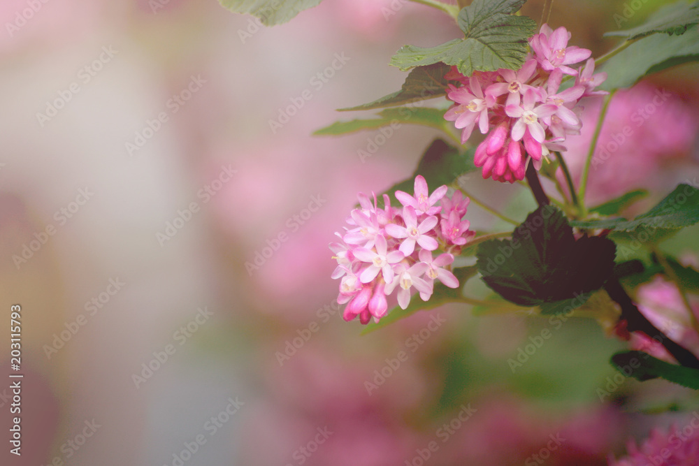 Pink flowering currant (Ribes sanguineum)