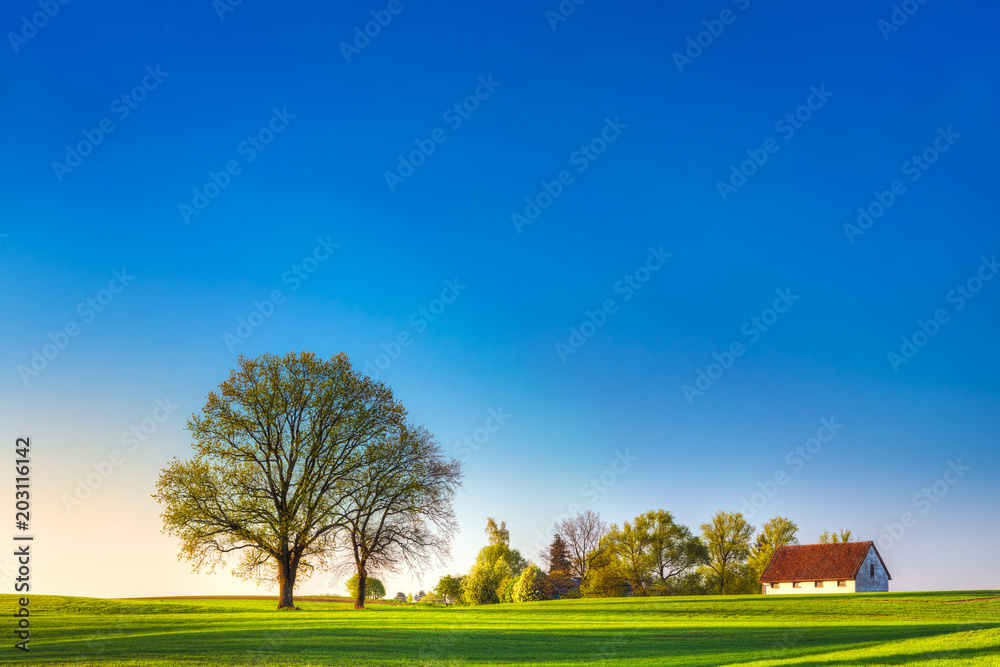 Obraz premium Spring countryside landscape. Oaks growing on the new green field.