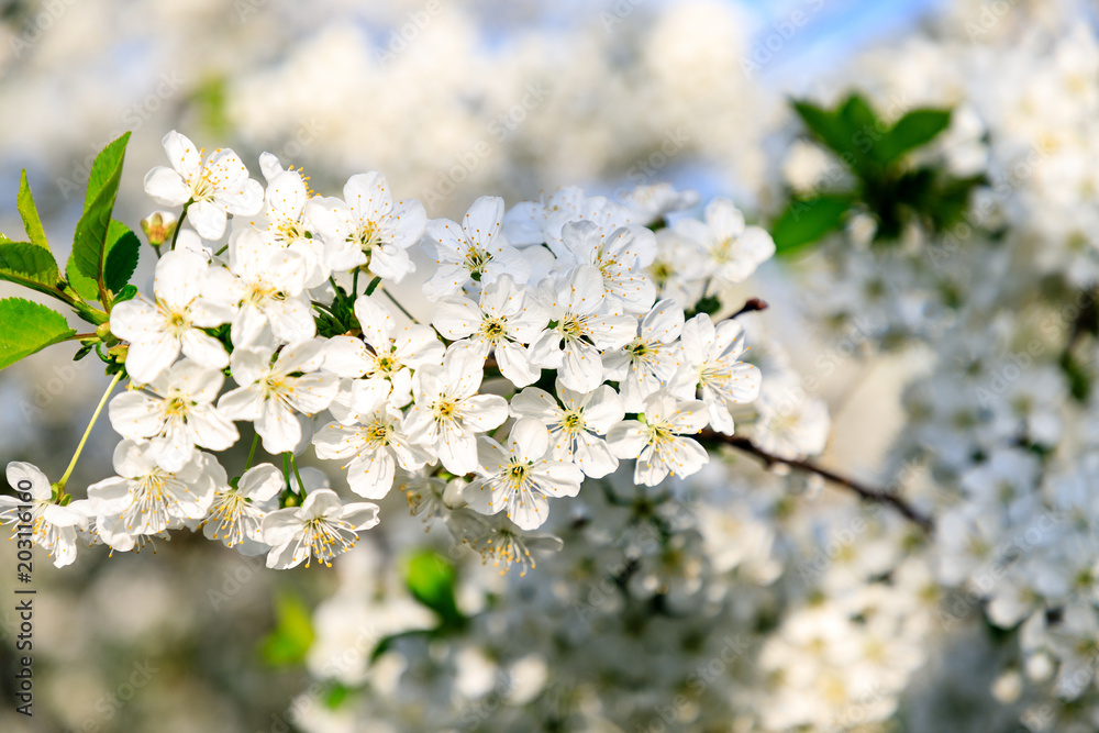 Closeup of white cherry blossoms on the branch