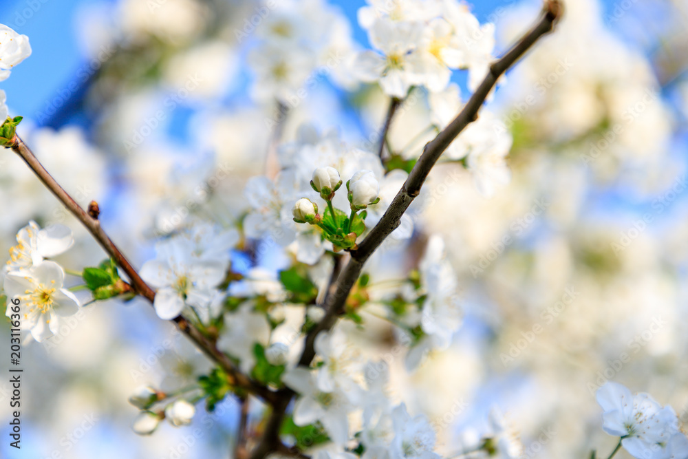 Closeup of white cherry blossoms on the branch Closeup of white cherry blossoms on the branch