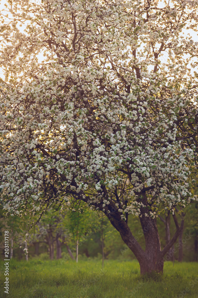 Blooming beautiful apple tree branch with sunlight at sunset in park