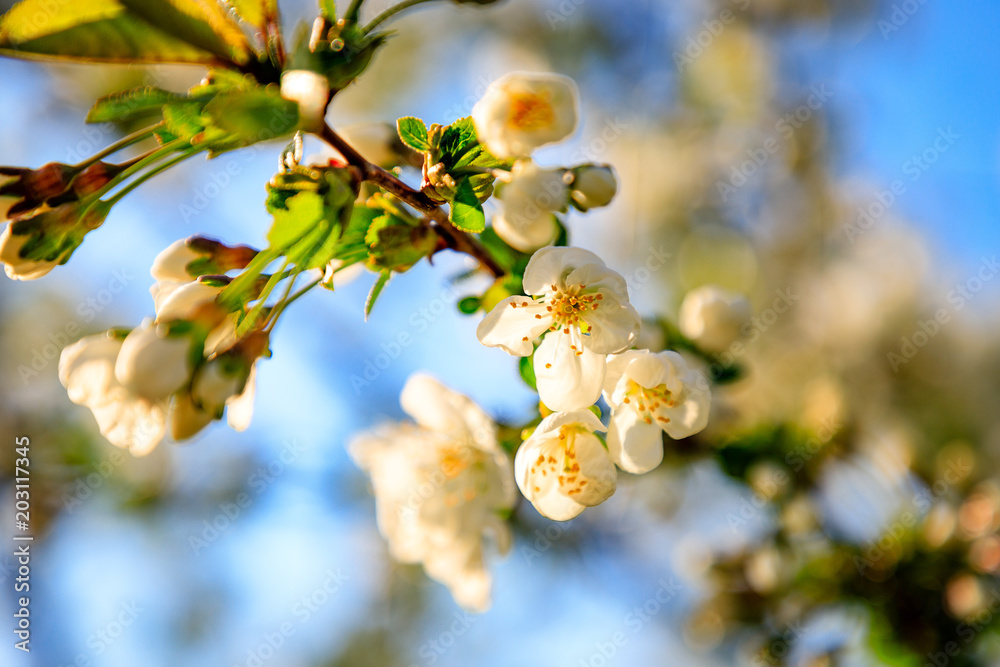 Closeup of white cherry blossoms on the branch Closeup of white cherry blossoms on the branch