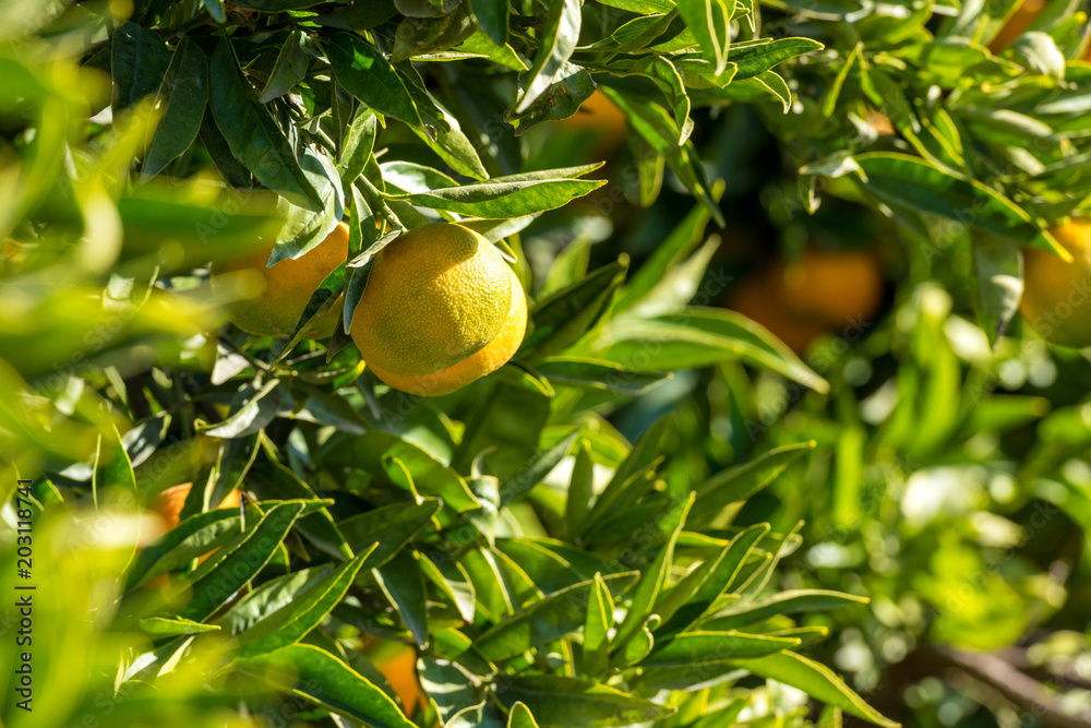 Ripe juicy orange mandarin on a tree