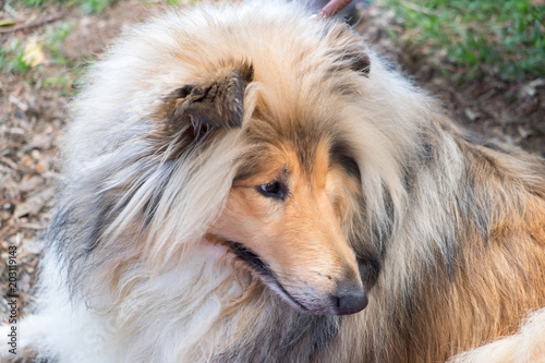 Rough Collie (also known as the Long-Haired Collie or Scottish Collie) © vadiml