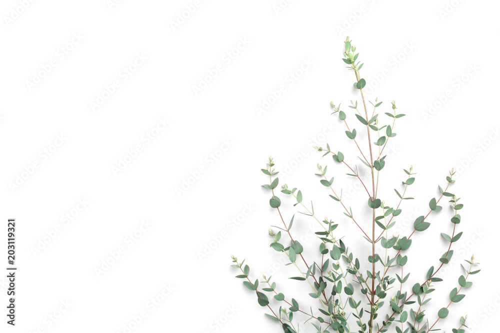 Green eucalyptus leaves on white background. Top view and flat lay style. Green eucalyptus leaves on white background. Top view and flat lay style.