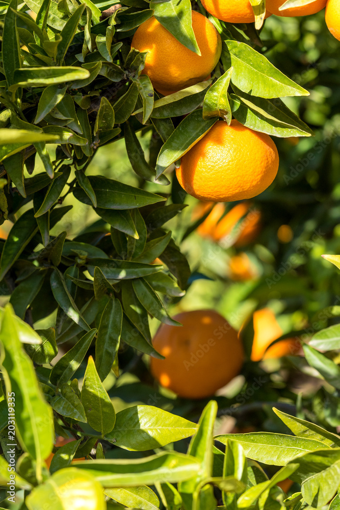 Ripe juicy orange mandarin on a tree Ripe juicy orange mandarin on a tree