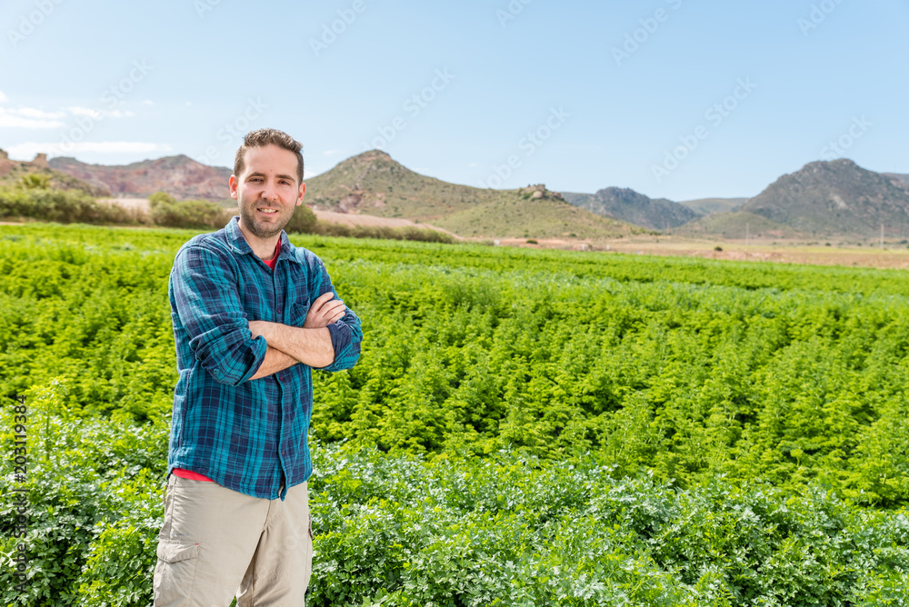 Fototapeta premium young man working in an organic vegetable garden planted with parsley