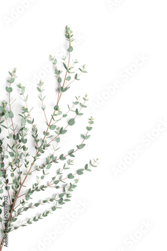 Green eucalyptus leaves on white background. Flat lay and minimalistic style.