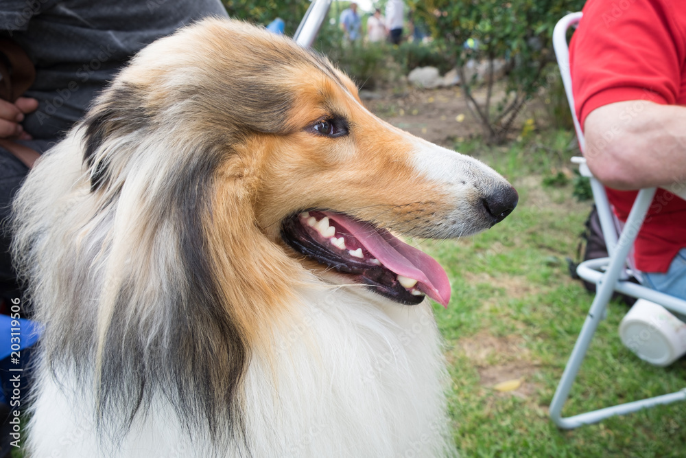 Rough Collie (also known as the Long-Haired Collie or Scottish Collie) Rough Collie (also known as the Long-Haired Collie or Scottish Collie)