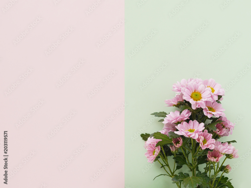 Composition of pink chrysanthemum flowers on a pink and green background, top view, creative flat lay. 