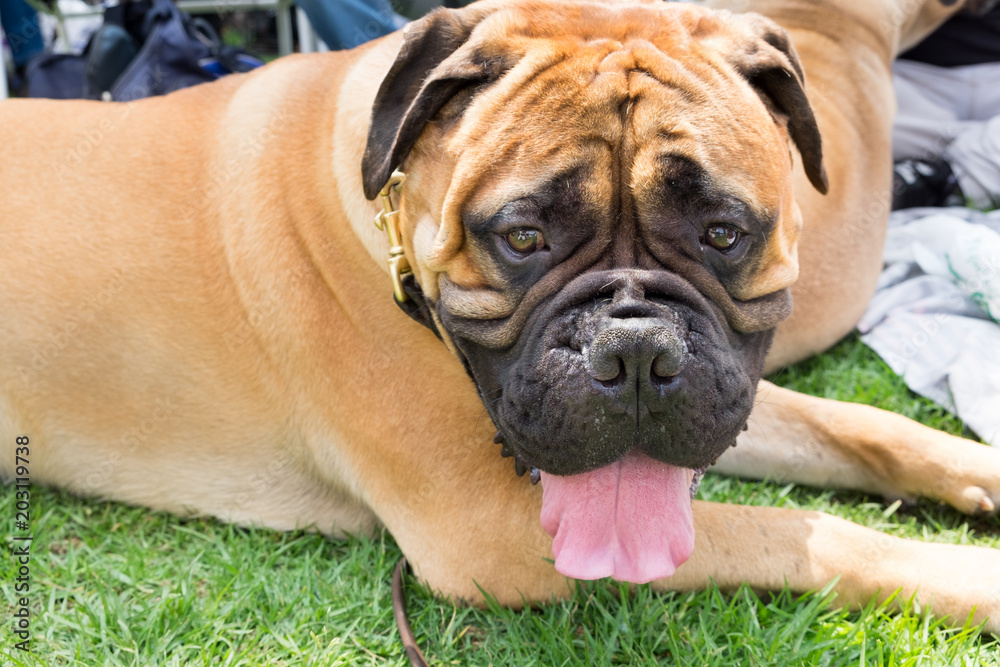 orange german boxer dog lie on green meadow