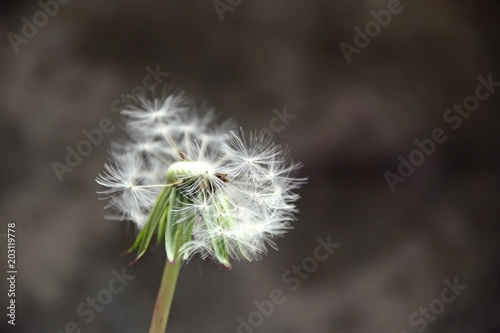   ommon dandelion blowball with blurred grey and brown background 