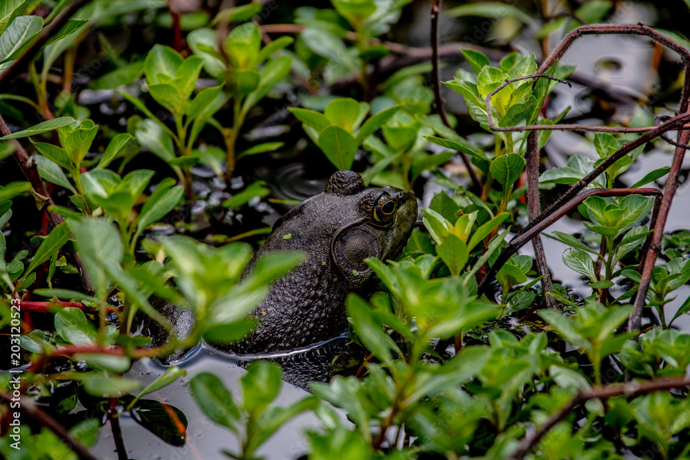 American Bullfrog relaxing in the water.. American Bullfrog relaxing in the water..