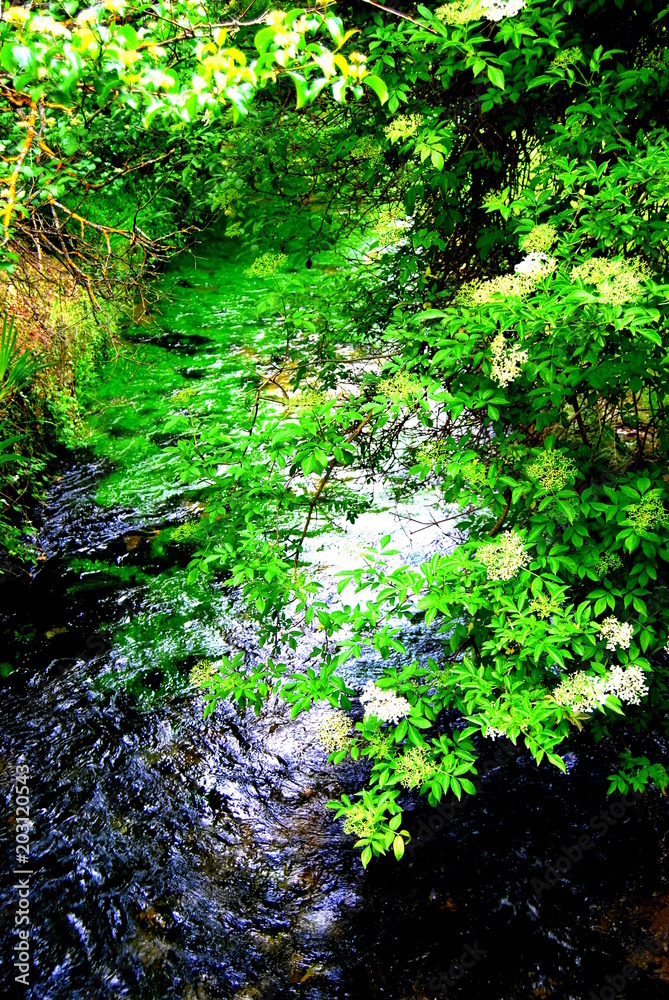 ARROYO ARROYO