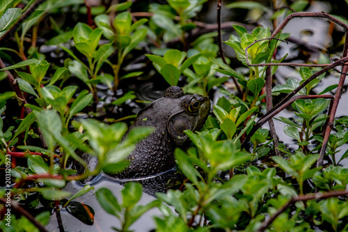 American Bullfrog relaxing in the water..
