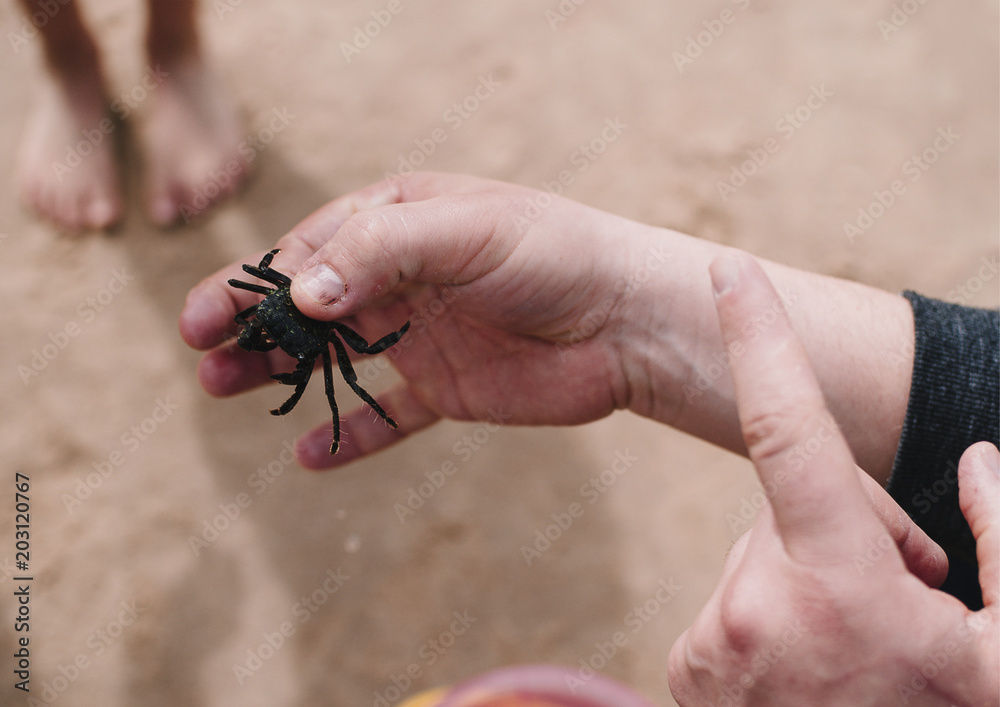 Obraz premium Cangrejo en mano