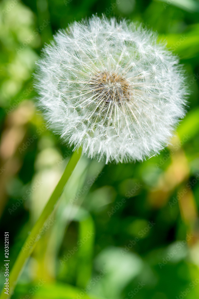 Fototapeta premium Dandelion