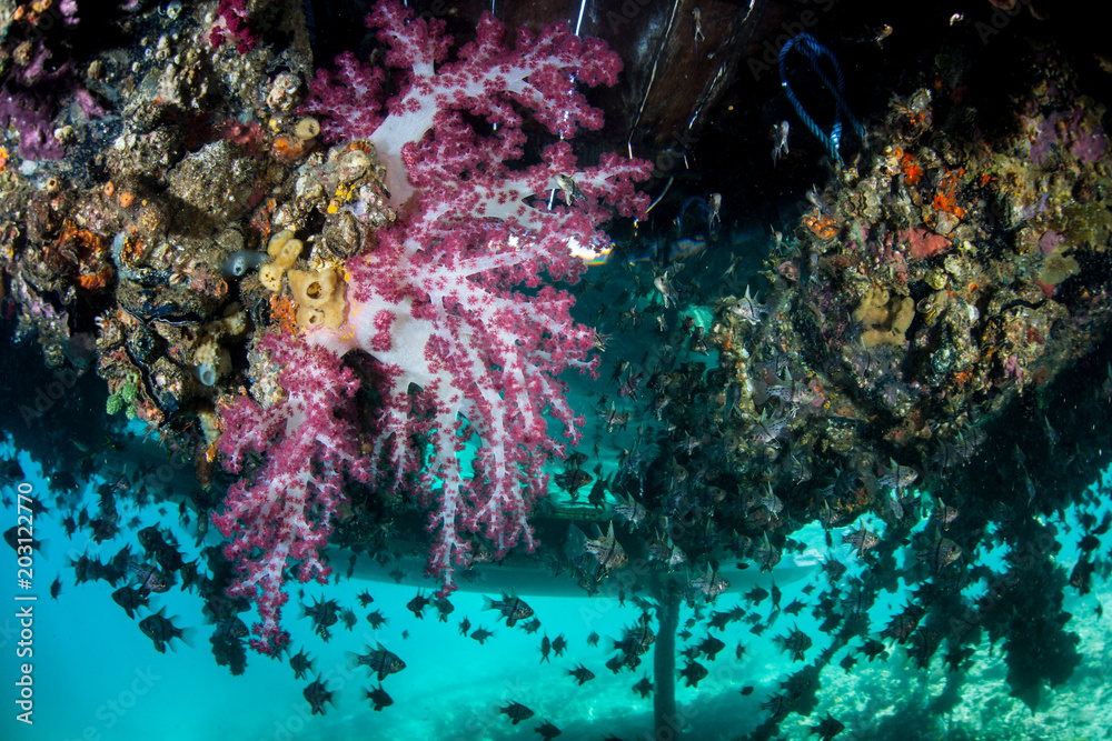 Colorful Soft Corals Growing Under Dock in Raja Ampat