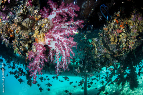 Fototapeta Naklejka Na Ścianę i Meble -  Colorful Soft Corals Growing Under Dock in Raja Ampat
