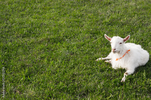 a little goatling. resting on the green grass