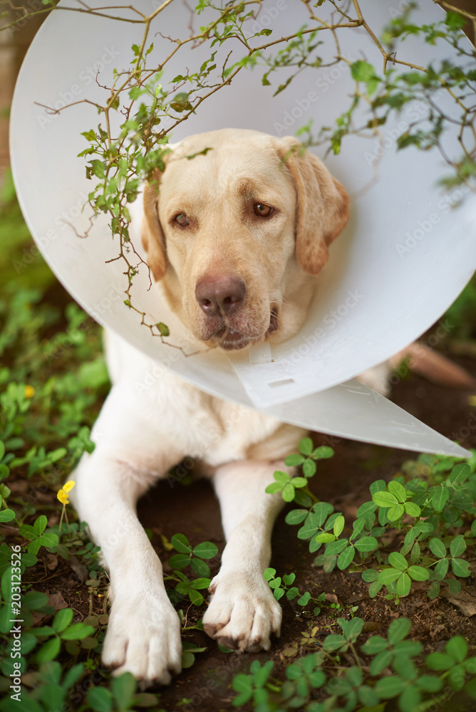 Sad injured labrador dog