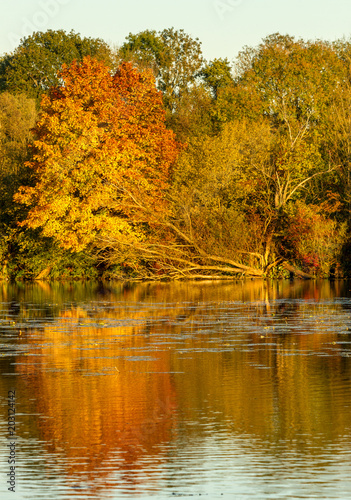 Wallpaper Mural Golden Tree in Autumn Torontodigital.ca