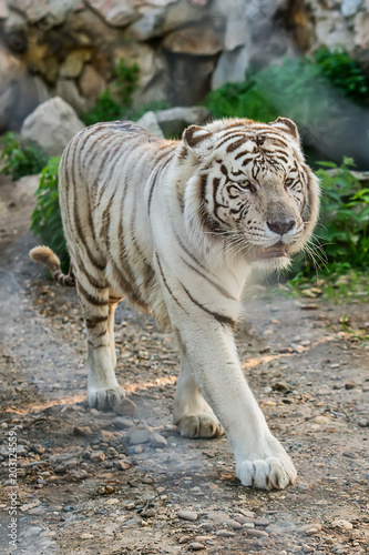 Fototapeta Naklejka Na Ścianę i Meble -  White Tiger in zoo