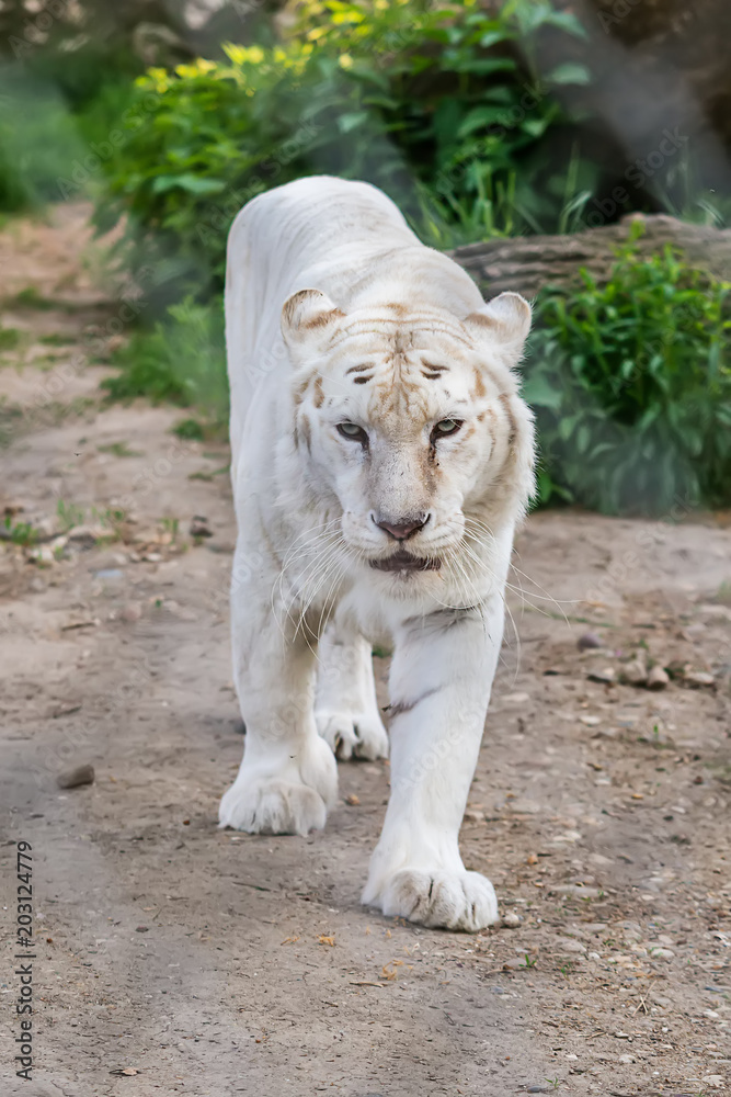 Naklejka premium White Tiger in zoo