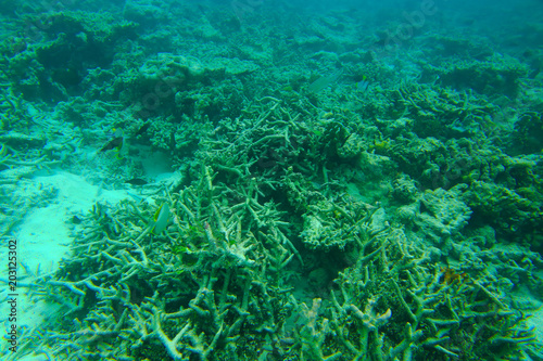 Beautiful view of dead coral reefs. Underwater world. Maldives  Indian Ocean  Beautiful nature background.