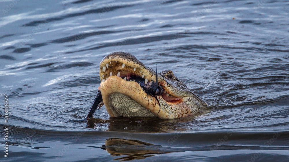 Obraz premium Gator eating fish