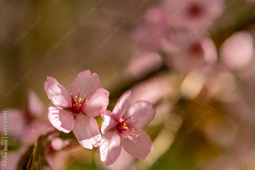 Fototapeta premium A cherry blossom with springlike bokeh