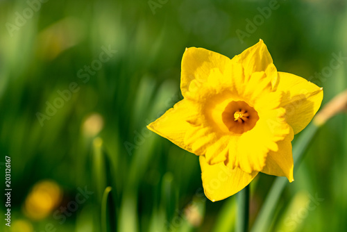 A yellow daffodil at sunshine with a green bokeh