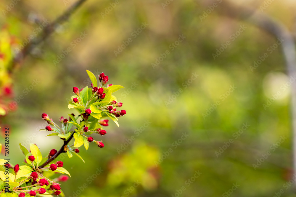 Some red rowan berries with a green bokeh Some red rowan berries with a green bokeh
