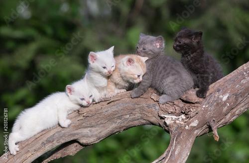 Fototapeta Naklejka Na Ścianę i Meble -  five kittens outdoors