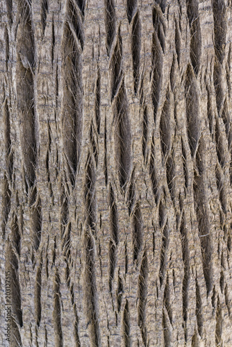 regular plot tree cortex