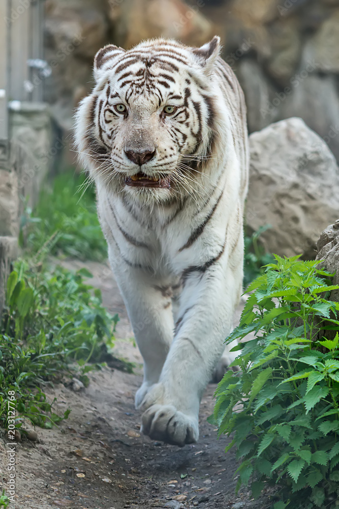 Naklejka premium Biały tygrys w zoo