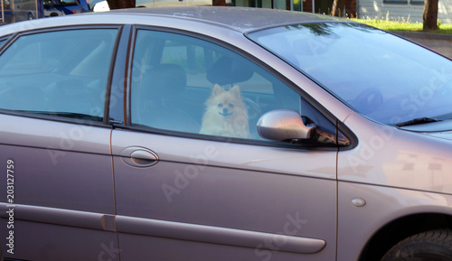 Beautiful pomeranian dog in car. waiting and closed. Alone. © GINTAS7333