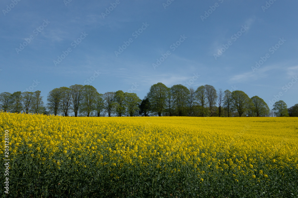 Rape seed field